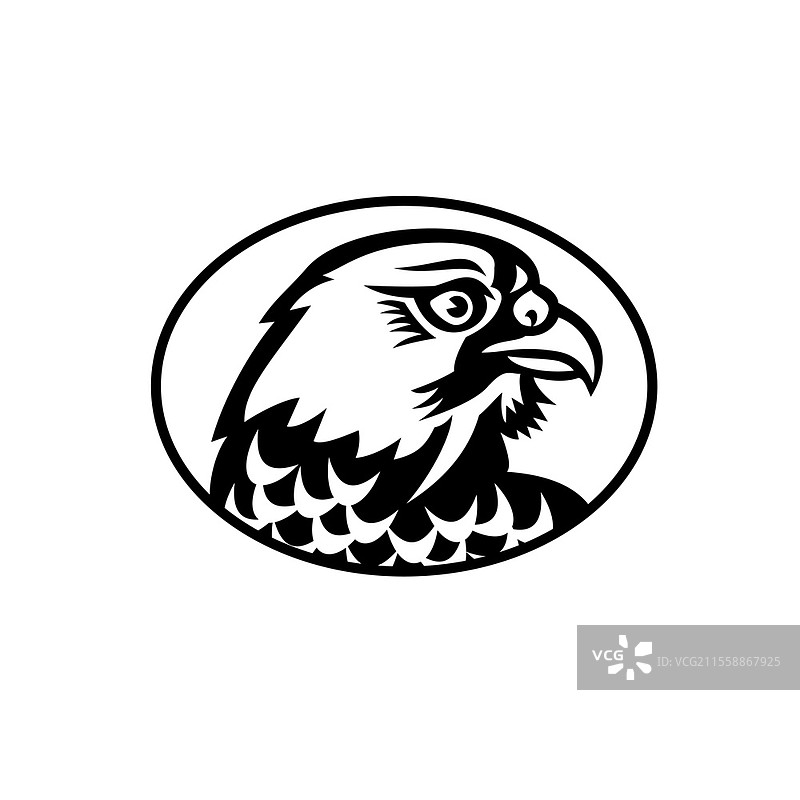 北美游隼或鸭鹰的吉祥物插图，侧面视图，孤立背景，复古黑白风格。游隼或鸭鹰侧面吉祥物黑白图像。图片素材