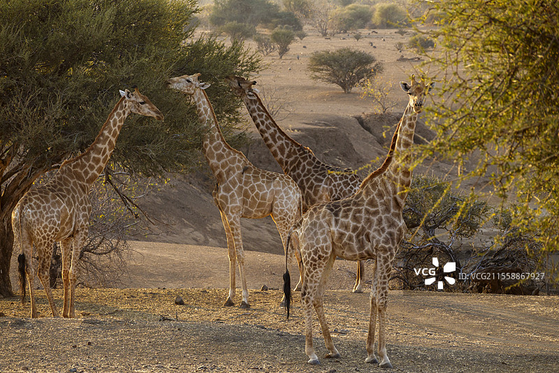 南非长颈鹿或开普长颈鹿(Giraffa giraffa)或(Giraffa camelopardalis giraffa)。马沙图游戏保护区。北图利游戏保护区。博茨瓦纳。图片素材