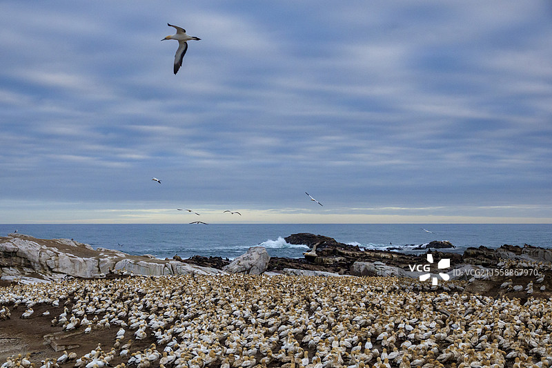 南非西开普省兰伯特湾鸟岛的成年海鸥（Morus capensis）群落，飞翔中的鸟。图片素材