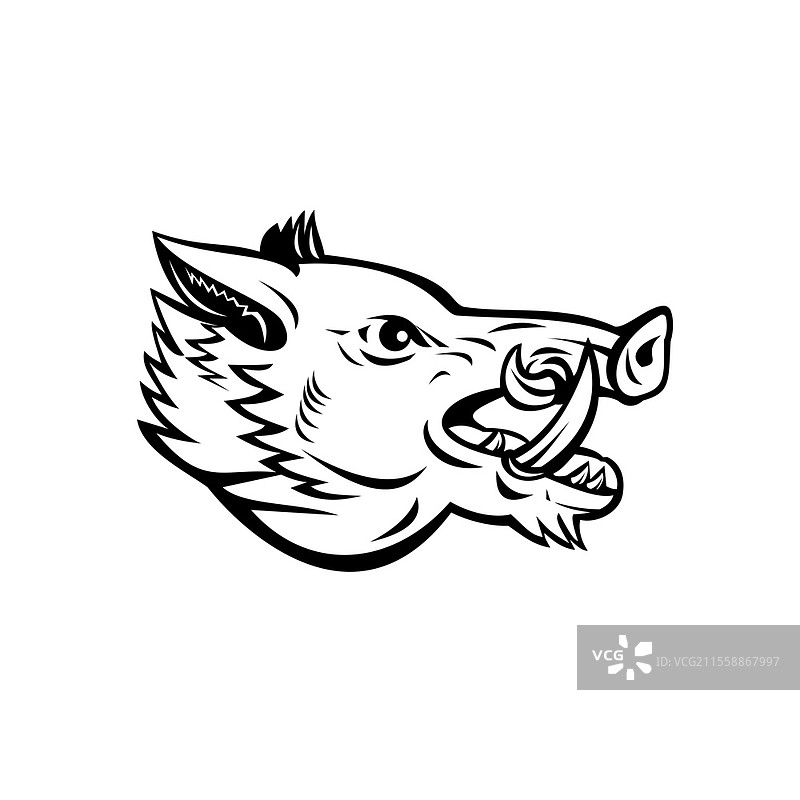 野猪头部的吉祥物插图，苏斯·斯克罗法，野生猪，普通野猪，属于广泛分布于古北界的猪科，从侧面视角呈现，背景为复古黑白风格。图片素材
