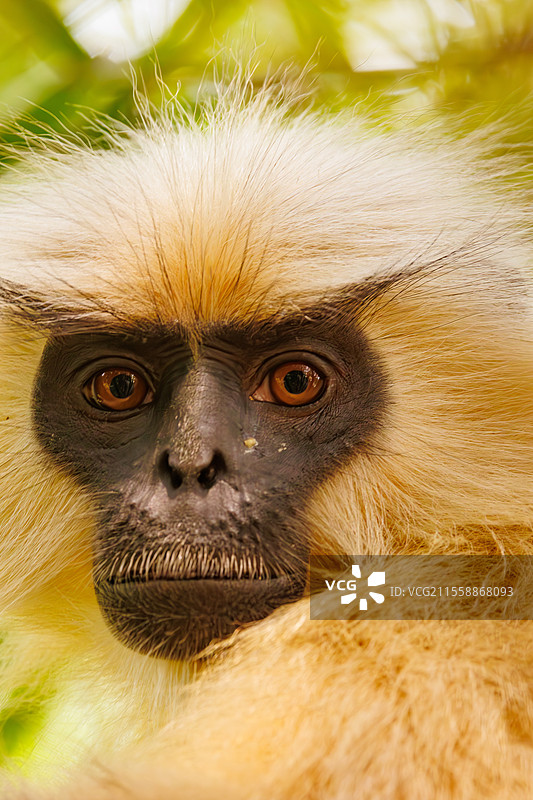 金色懒猴，或称吉氏狒狒（Trachypithecus geei），在印度阿萨姆邦的马纳斯国家公园的竹林中。图片素材