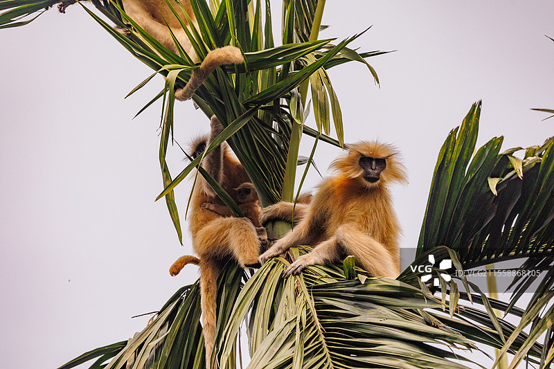 金色懒猴，或称吉氏狒狒（Trachypithecus geei），母猴与幼猴在树上，印度阿萨姆邦马纳斯国家公园图片素材