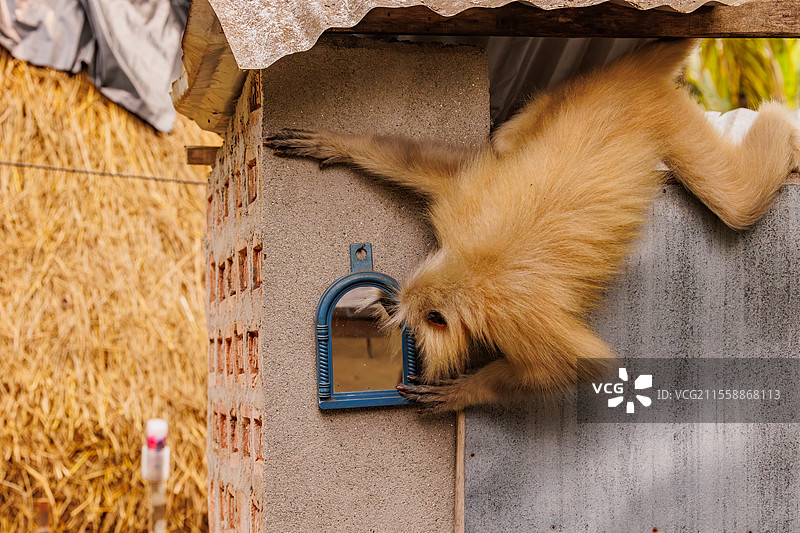 金色长尾猿，或称金色猕猴，或吉氏狒狒（Trachypithecus geei），雄性在印度阿萨姆邦马纳斯国家公园边缘的村庄里照镜子。图片素材