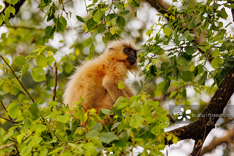 金色懒猴，或称吉氏狒狒（Trachypithecus geei），在印度阿萨姆邦的马纳斯国家公园的树上寻找食物。图片素材