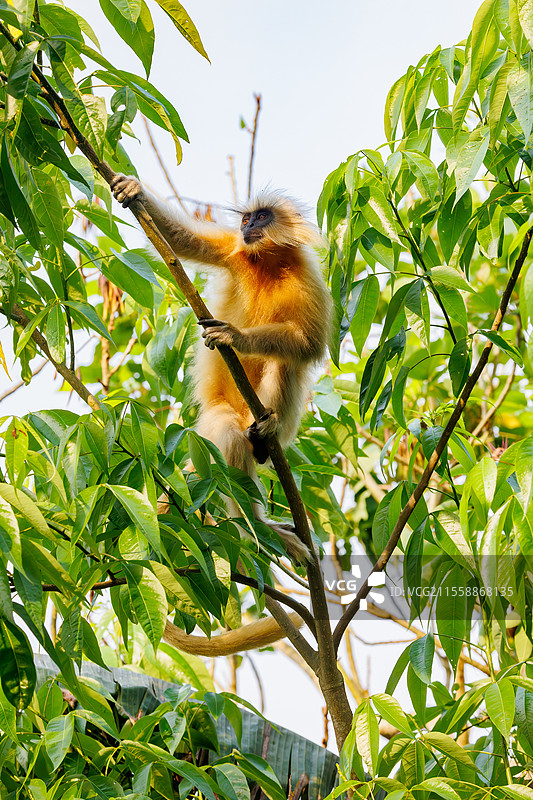 金色懒猴（Gee's semnopithecus，学名：Trachypithecus geei）在印度阿萨姆邦的马纳斯国家公园的树上寻找食物图片素材