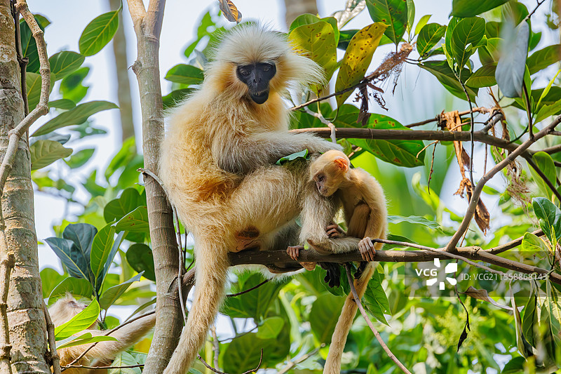 金色懒猴，或称吉氏狒狒（Trachypithecus geei），母猴与幼猴在树上，印度阿萨姆邦马纳斯国家公园图片素材