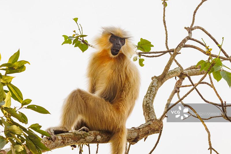 金色懒猴，或称吉氏狒狒（Trachypithecus geei），在印度阿萨姆邦的马纳斯国家公园的树上寻找食物。图片素材