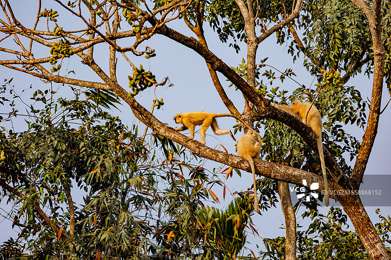 金色懒猴，或称吉氏狒狒（Trachypithecus geei），在印度阿萨姆邦的马纳斯国家公园的一棵树上。图片素材