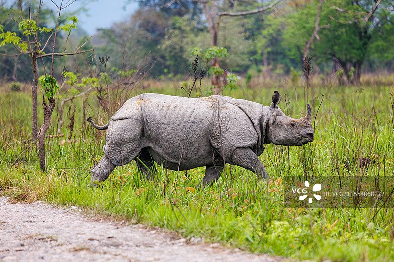 印度犀牛（Rhinoceros unicornis），在平原上，阿萨姆邦马纳斯国家公园，印度图片素材