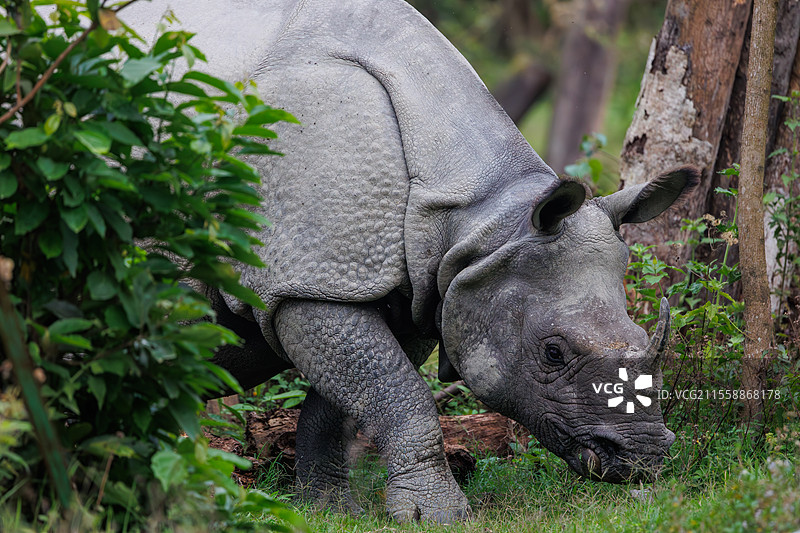 印度犀牛（Rhinoceros unicornis），在平原上，阿萨姆邦马纳斯国家公园，印度图片素材