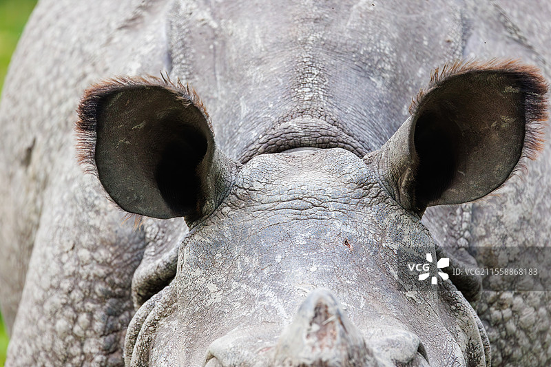 印度犀牛（Rhinoceros unicornis），在平原上，耳朵的细节，阿萨姆邦，马纳斯国家公园，印度图片素材