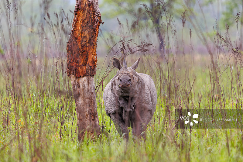 印度犀牛（Rhinoceros unicornis），在平原上，阿萨姆邦马纳斯国家公园，印度图片素材