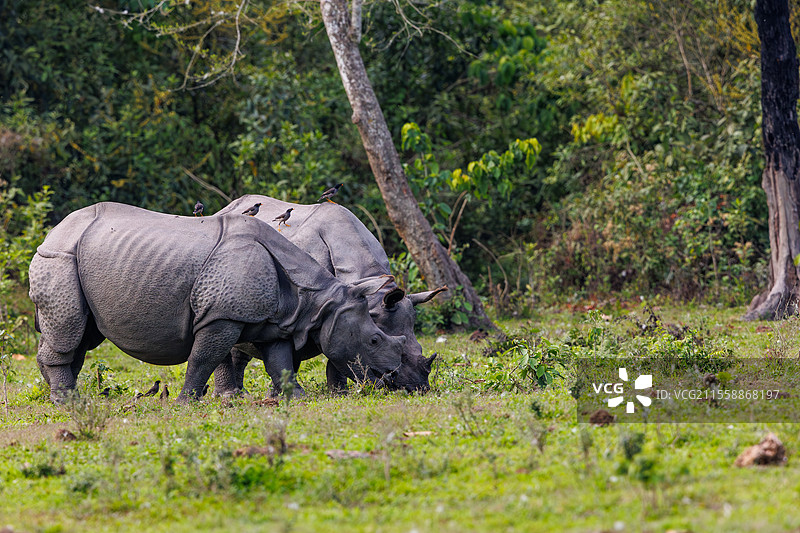 印度犀牛（Rhinoceros unicornis），在平原上，阿萨姆邦马纳斯国家公园，印度图片素材