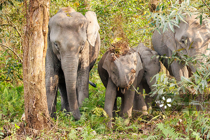 亚洲象（Elephas maximus），在印度阿萨姆邦的马纳斯国家公园内四处移动寻找食物。图片素材