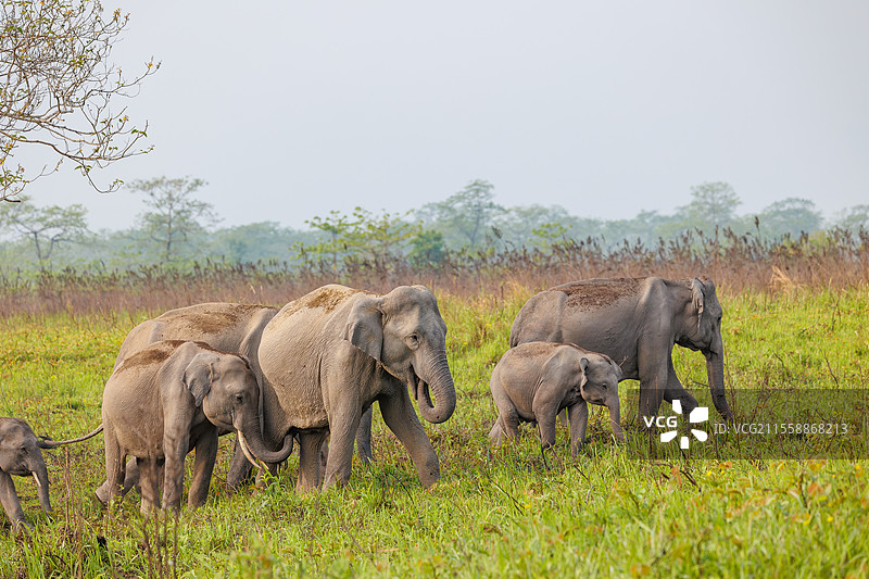 亚洲象（Elephas maximus），在印度阿萨姆邦的马纳斯国家公园内四处移动寻找食物。图片素材