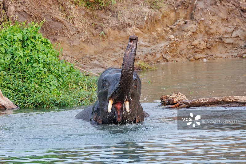 亚洲象（Elephas maximus），驯化的大象在印度阿萨姆邦的马纳斯国家公园洗澡图片素材