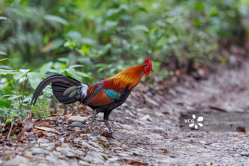 红丛林鸡（Gallus gallus），雄性在小道上，印度阿萨姆邦马纳斯国家公园图片素材