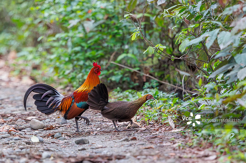 红丛林鸡（Gallus gallus），雄性和雌性在小道上，印度阿萨姆邦马纳斯国家公园图片素材