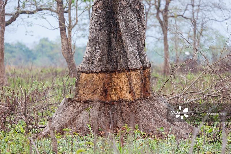 消除入侵树木（丝棉树（Ceiba pentandra，之前称为Bombax ceiba））以防止大象草原的消失，印度阿萨姆邦马纳斯国家公园图片素材