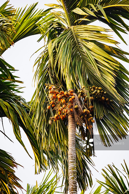 槟榔树，槟榔或贝特尔果，印度阿萨姆州图片素材