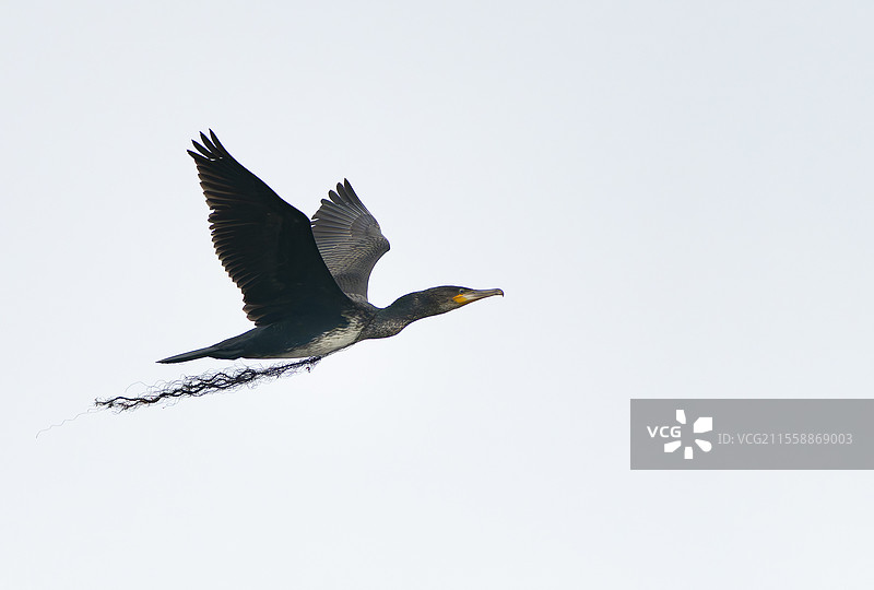 大鸬鹚（Phalocrocorax carbo）在法国布列塔尼飞翔，嘴里叼着一片渔网图片素材