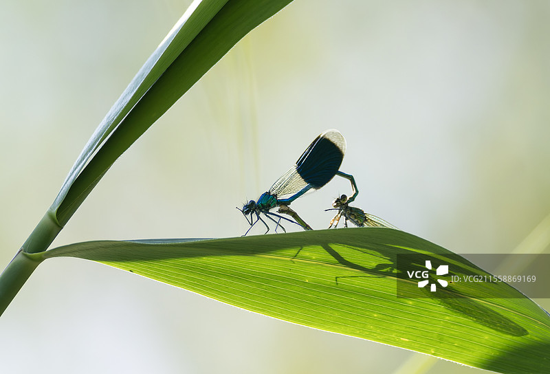 带纹美丽蜻蜓（Calopteryx splendens）在法国北沃日地区自然公园的芦苇上图片素材