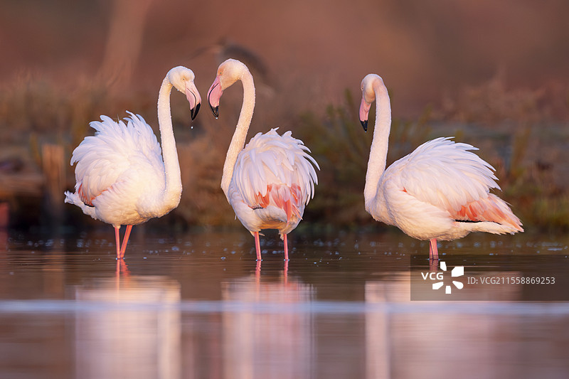 大火烈鸟（Phoenicopterus roseus），一群成年鸟在水中站立，意大利拉齐奥地区图片素材