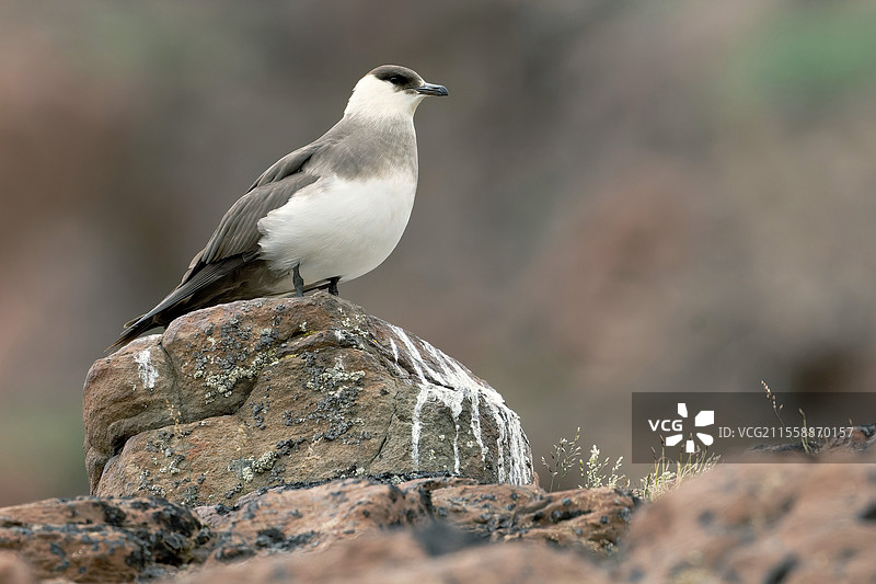 斯图尔特岛上的北极鸥（Stercorarius parasiticus），东格林兰图片素材