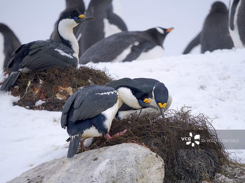 南极鸬鹚（Leucocarbo bransfieldensis，也称为帝鸬鹚、国王鸬鹚、帝国鸬鹚、蓝眼鸬鹚、南极鸬鹚）在早春时节成双成对地筑巢，分类学仍在讨论中。背景中是巴布亚鸬鹚。南极，南极半岛，洛克罗伊港。图片素材
