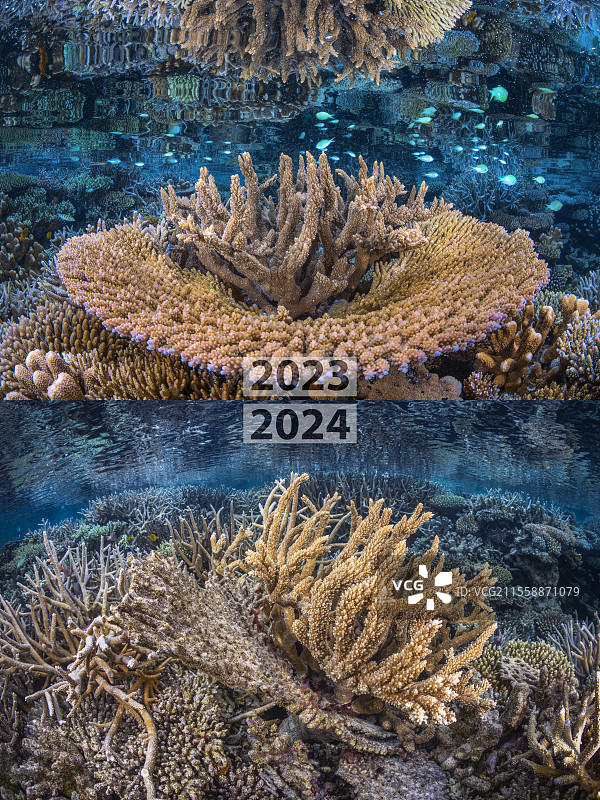 2024年4月厄尔尼诺现象前后在马约特泻湖珊瑚礁的照片。可以看到，热水柱造成的白化后，50%的珊瑚已经死亡。图片素材