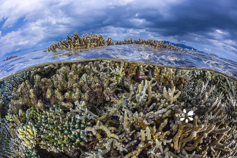 2024年3月至4月因厄尔尼诺现象引发的热浪过后，珊瑚处于极度痛苦之中。马约特岛图片素材