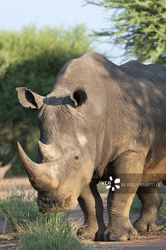 白犀牛或方唇犀牛(Ceratotherium simum)。现存的五种犀牛之一。它有一个宽大的嘴巴,用于觅食,是所有犀牛中最具社交性的。马迪克韦游戏保护区。西北省。南非图片素材