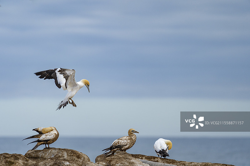 南非西开普省兰伯特湾鸟岛上的开普海鸥（Morus capensis）降落在海鸟栖息地。图片素材
