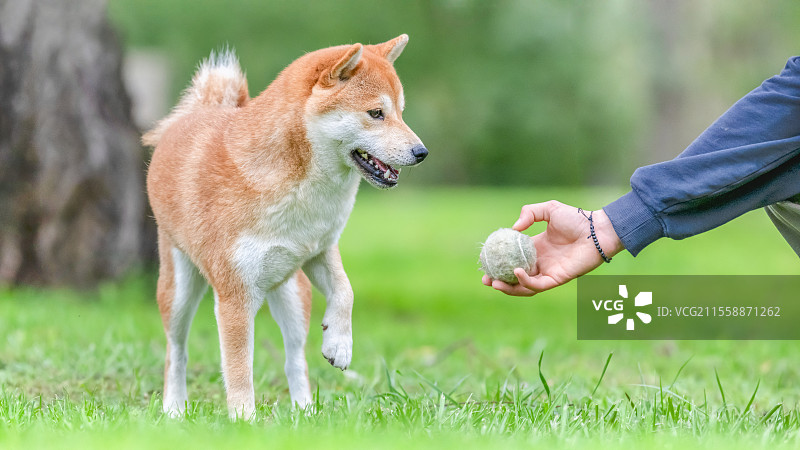 在法国草地上，训练师向一位女性递球的柴犬图片素材