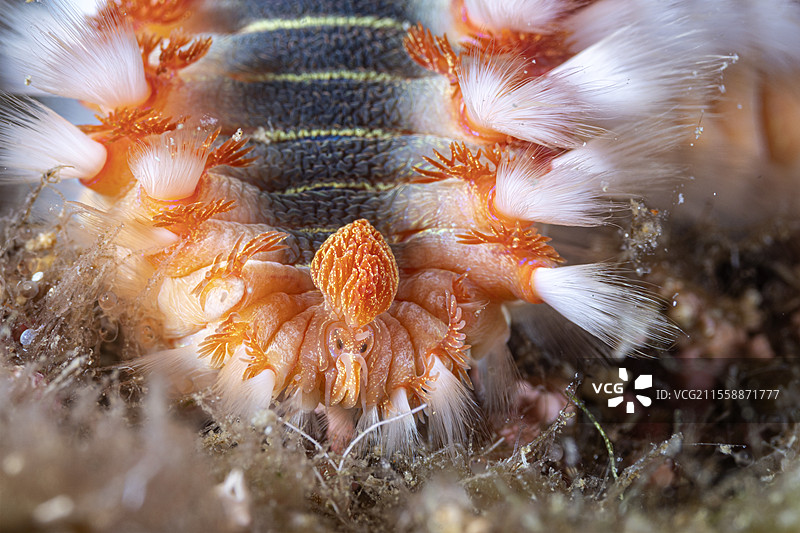 须状火虫（Hermodice carunculata）头部特写，正在以鱼卵为食，克罗地亚维斯岛，亚得里亚海，地中海图片素材