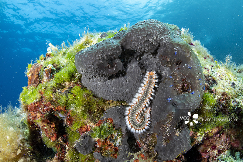 有胡须的火虫（Hermodice carunculata）在黑色海绵（Sarcotragus foetidus）上，以及年轻的海兔（Felimare orsinii），克罗地亚维斯岛，亚得里亚海，地中海图片素材
