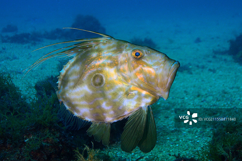 约翰多利鱼（Zeus faber），西班牙布拉瓦海岸托萨德马尔图片素材