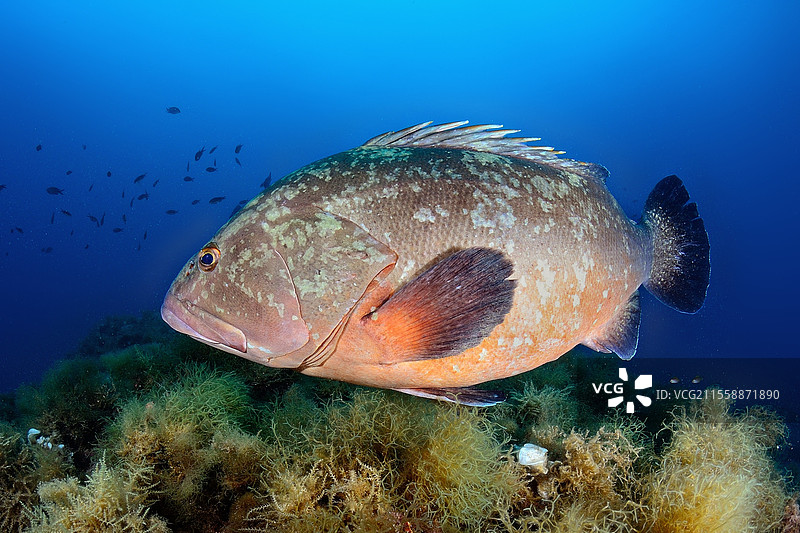 暗斑石斑鱼（Epinephelus marginatus），西班牙梅德斯群岛图片素材