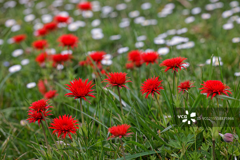 猩红色海葵（Anemone fulgens）多瓣。法国新阿基坦大区吉朗德省Entre-deux-Mers地区的猩红色海葵与藤蔓。图片素材