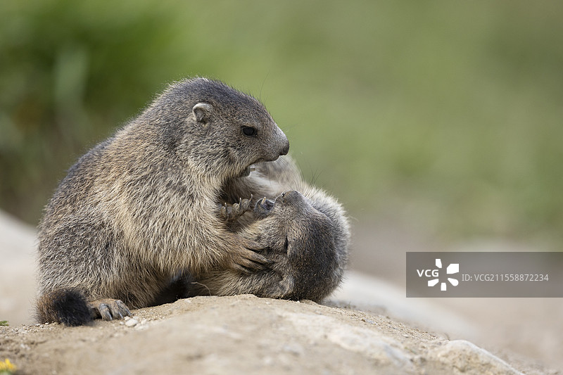 阿尔卑斯土拨鼠（Marmota marmota）两只幼土拨鼠。瑞士瓦莱阿尔卑斯山。图片素材