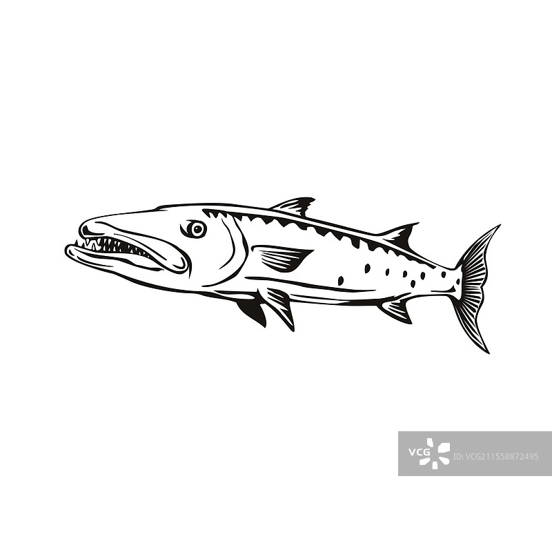 复古风格插图，描绘了一条大而具攻击性的咸水鱼——梭鱼（Sphyraena barracuda），侧面游动，背景为黑白色。图片素材