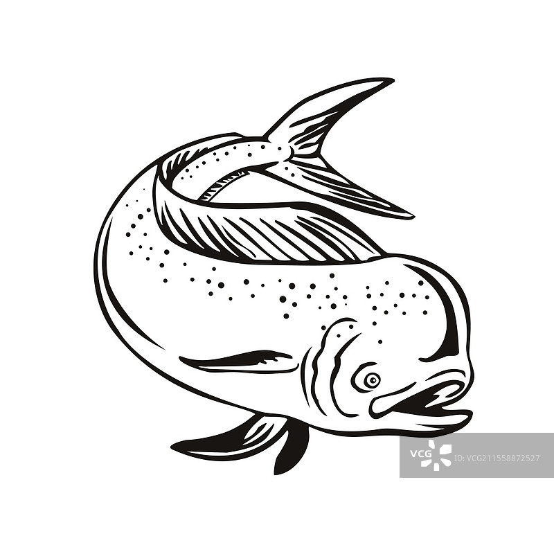 复古风格插图，描绘了马哈马哈鱼、金鲳鱼或普通海豚鱼（Coryphaena hippurus），这是一种生活在水面上的辐鳍鱼，正在跳跃，黑白色调，背景为单色。复古黑白跳跃的金鲳鱼或普通海豚鱼。图片素材