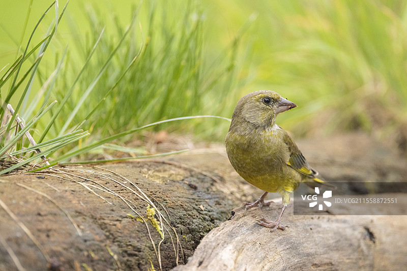 欧洲绿雀（Chloris chloris），法国索姆图片素材