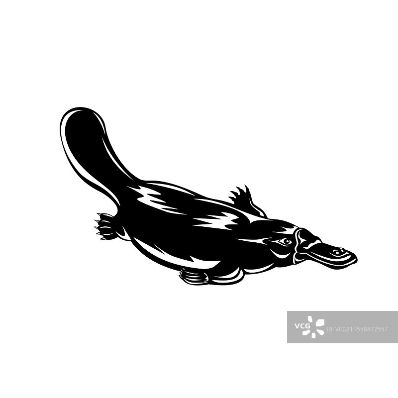 复古木刻风格插图，描绘了鸭嘴兽（Ornithorhynchus anatinus），一种澳大利亚特有的半水生产卵哺乳动物，在孤立的背景中游泳，采用黑白色调。鸭嘴兽（Ornithorhynchus anatinus）游泳的复古木刻黑白插图。图片素材