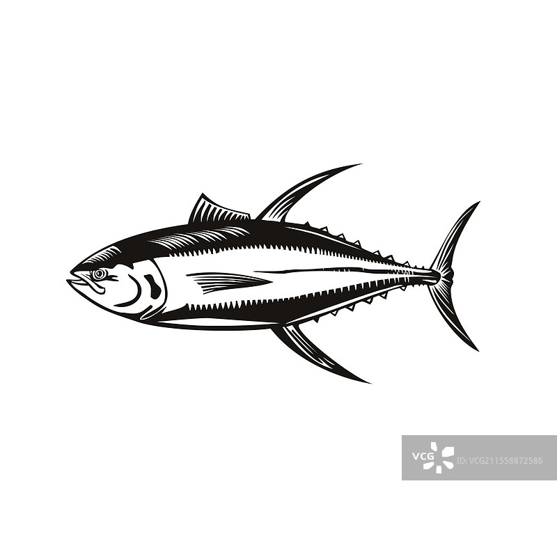 复古木刻风格插图，描绘了黄鳍金枪鱼（Thunnus albacares），这种金枪鱼生活在热带和亚热带海洋的远洋水域，背景为黑白色。黄鳍金枪鱼或Thunnus Albacares侧游复古木刻黑白图。图片素材