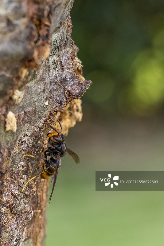 亚洲掠食性大黄蜂（Vespa velutina）在法国加莱省的杨树树干上捕食昆虫（透明翅蛾）。图片素材