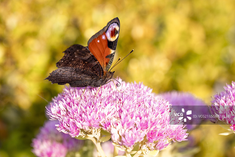 秋季的卡姆贝尔美丽蝶（Aglais io）停在石莲花（Sedum telephium）花上，法国加来海峡地区图片素材