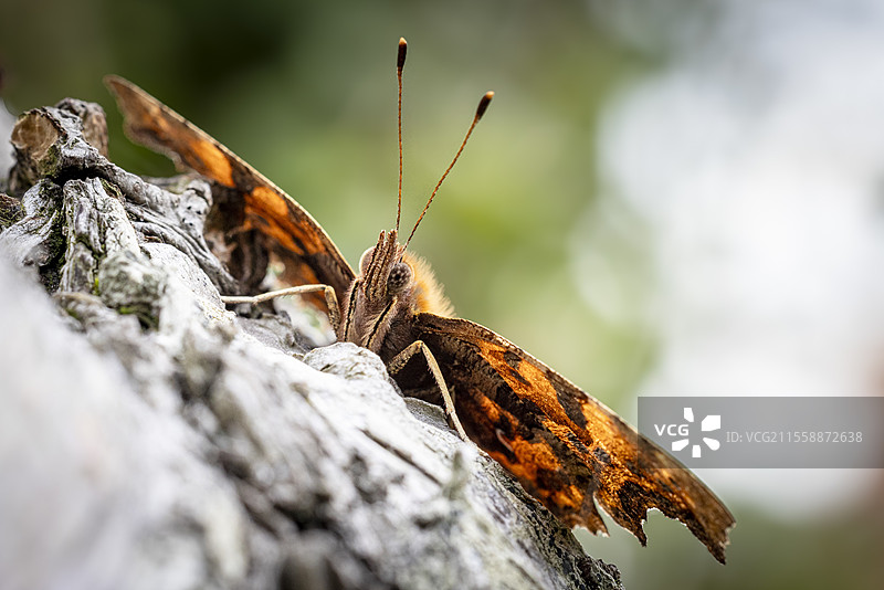 在法国加来海峡的白桦树干上的斑点蝴蝶（Polygonia c-album）图片素材