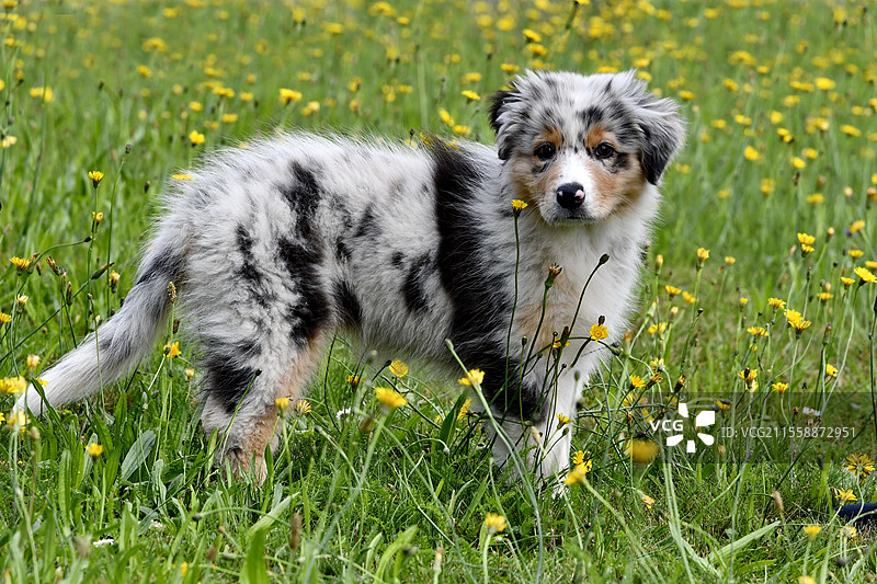 澳大利亚牧羊犬，小狗在草地上图片素材