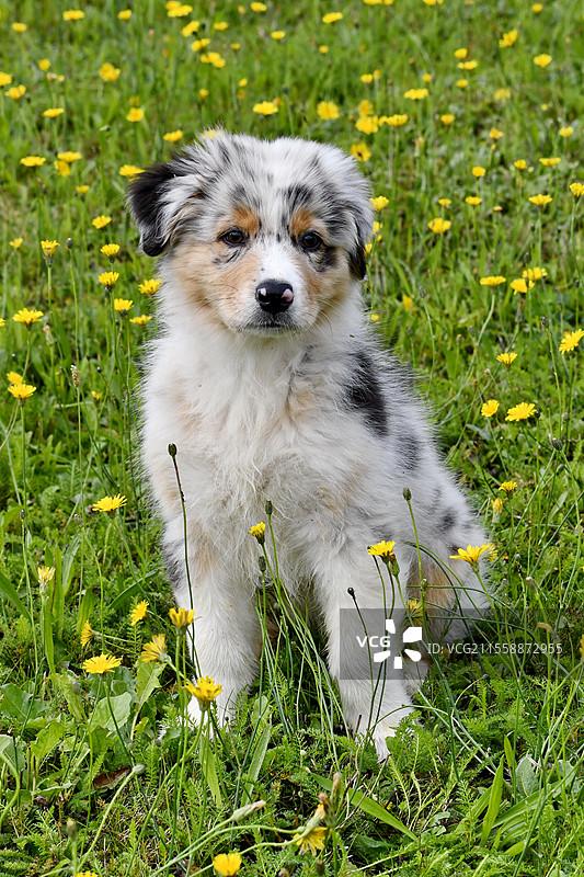 澳大利亚牧羊犬，小狗在草地上图片素材